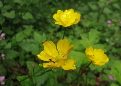 Botão-de-ouro