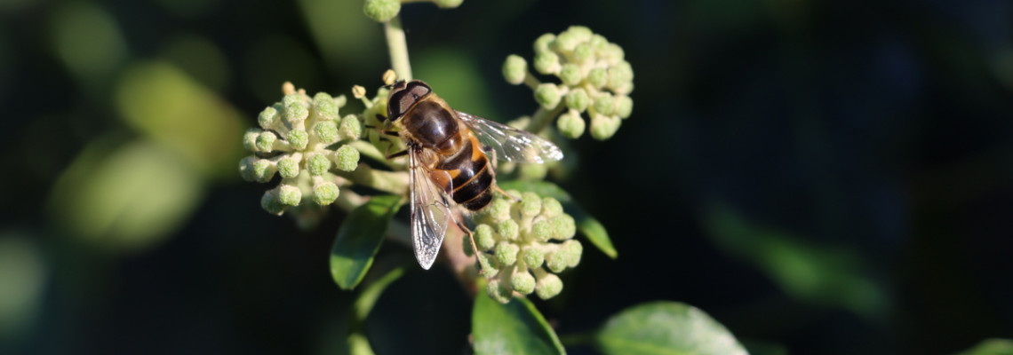 Eristalis