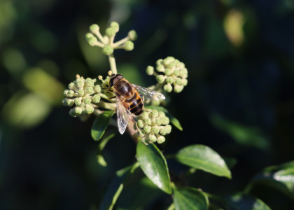 Eristalis