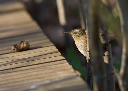 Troglodytes