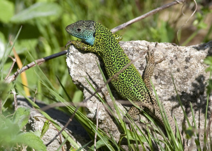 Lagarto-de-agua