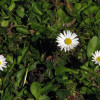 Bellis-sp.jpg