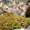 Bryum-capillare.jpg