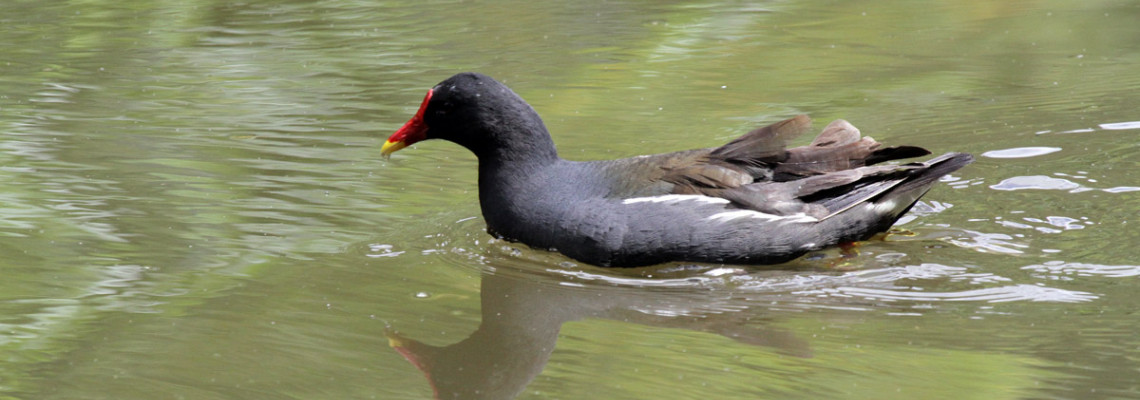 Galinha-de-água