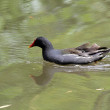 Galinha-de-agua-fv.jpg