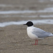 Givtapequena_0061_.jpg
