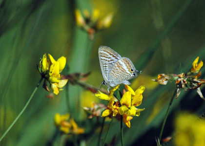 Borboleta-de-risca-branca