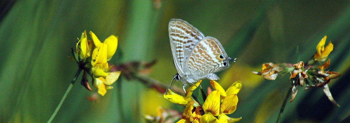 Borboleta-de-risca-branca