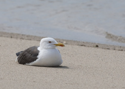 Gaivota-de–asa-escura 