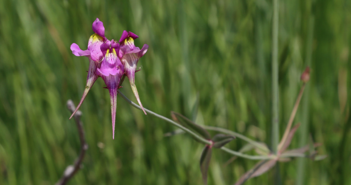 Linaria