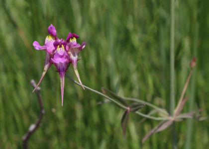 Linaria