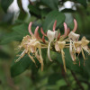 Lonicera_jg.jpg