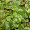 Lunularia_cruciata.jpg