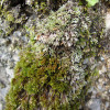 M_Bryum_argenteum_56CV.jpg