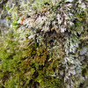 M_Bryum_argenteum_56.jpg