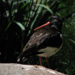 Ostraceiro-jg-pbg-65.jpg