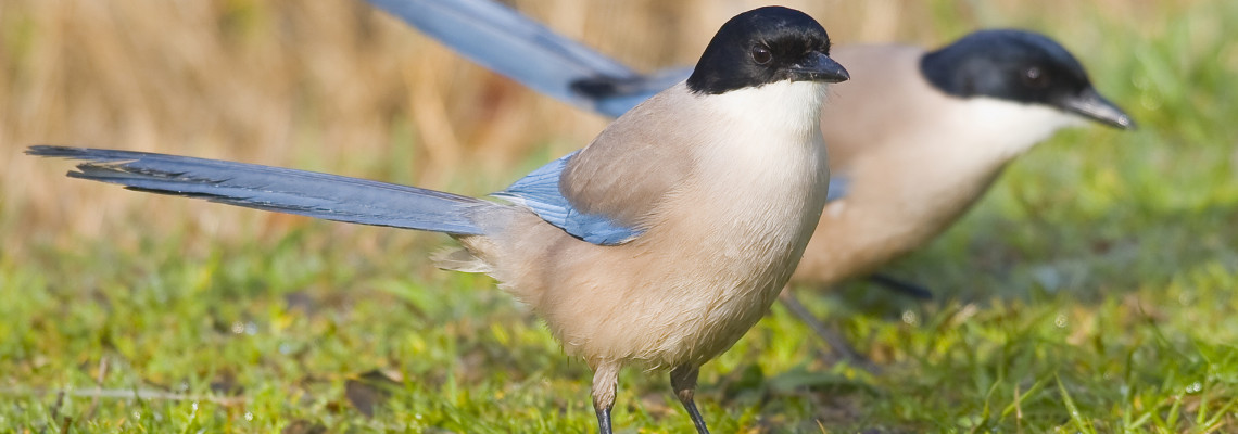 Pega-azul