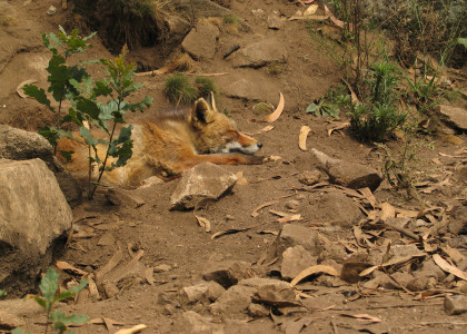 Vulpes vulpes