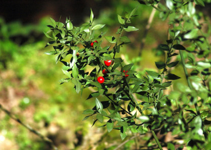 Ruscus