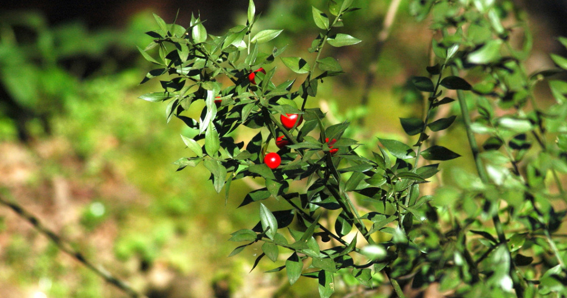 Ruscus