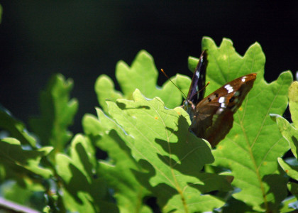 Apatura-pequena