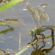 anax_0181_Fauna.jpg