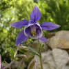 aquilegia1jg.jpg