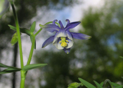 Aquilegia