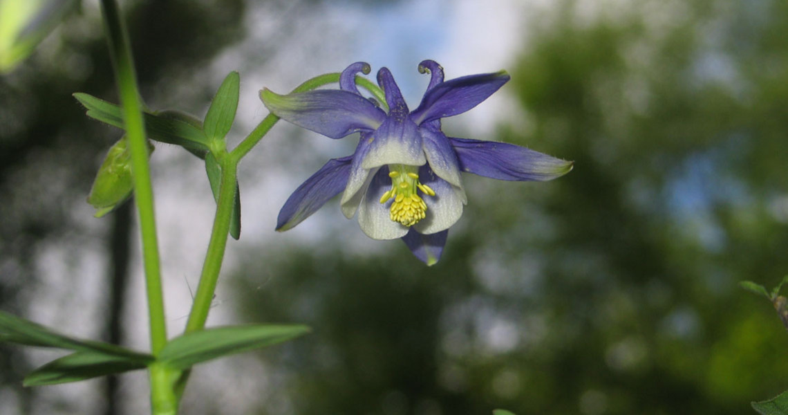 Aquilegia