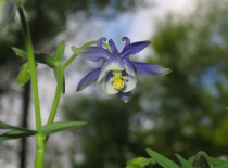 Aquilegia