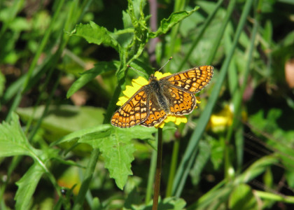 Fritilária-dos-lameiros