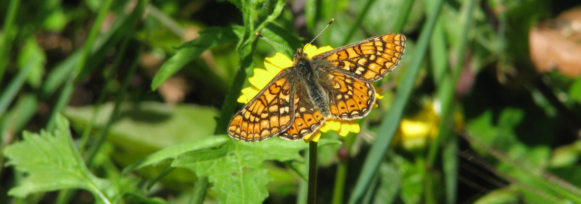 Fritilária-dos-lameiros