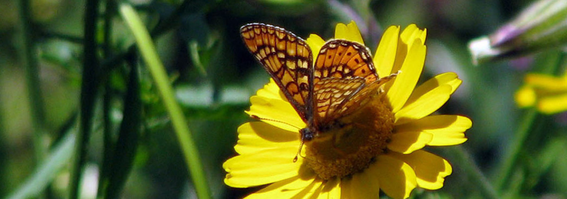 Borboleta Aurínia