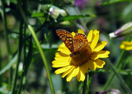 Borboleta Aurínia