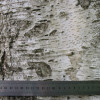 betula-alba1.jpg