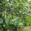 betula-alba.jpg