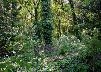 Orlas naturais dos bosques