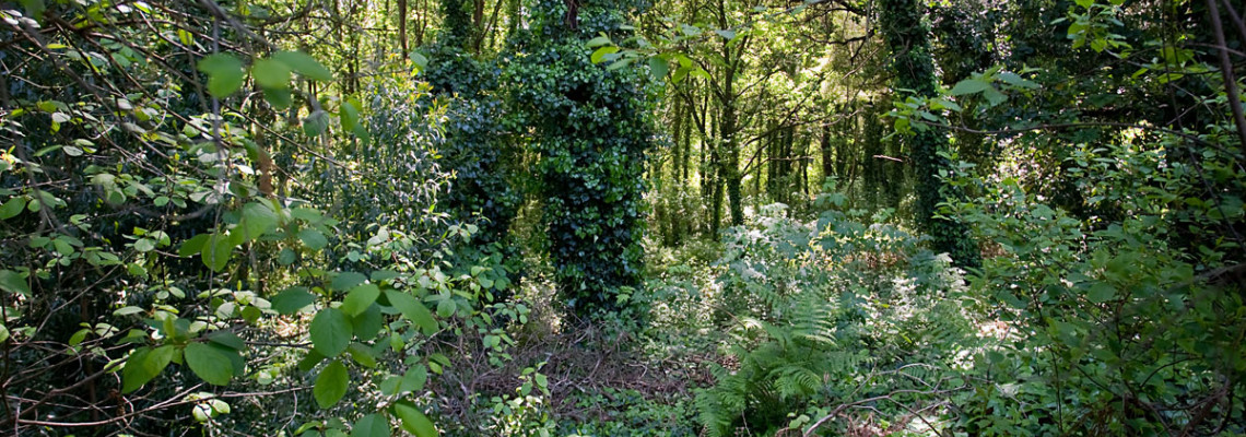 Orlas naturais dos bosques