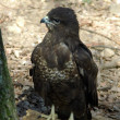 buteo-pbg--jg.jpg