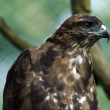 buteo-pbg-.jpg