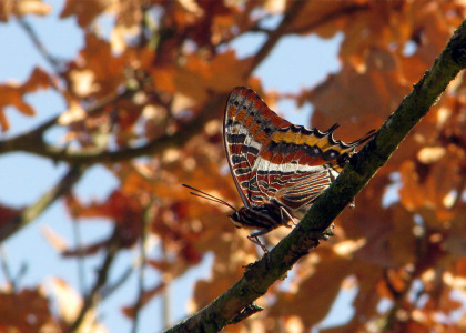 Borboleta-do-medronheiro