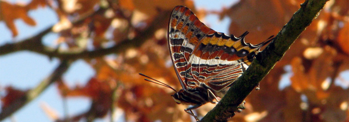 Borboleta-do-medronheiro