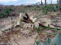 Mostarda-das-dunas