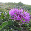 centaurea47_IMG.jpg