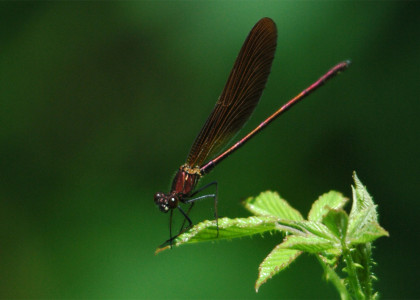 Gaiteiro-negro