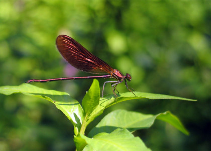 Gaiteiro negro