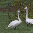 cisnes-pbg-jlt1141x.jpg