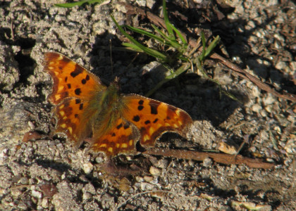 Polygonia