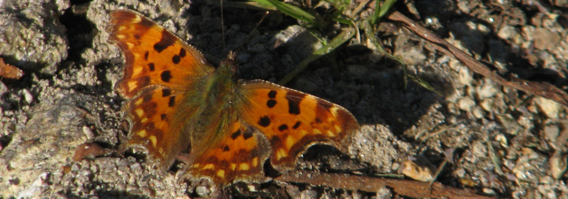 Polygonia