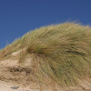 dunas-am-arenaria7-7.jpg